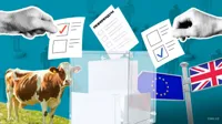 Выход из Евросоюза, новый флаг и коровьи рога: самые интересные референдумы мира