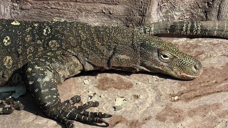 Редкие ящерицы поселились в зоопарке Алматы 