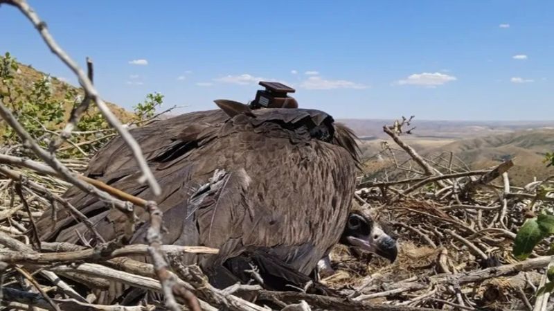 Редкий чёрный гриф из Казахстана погиб в Индии