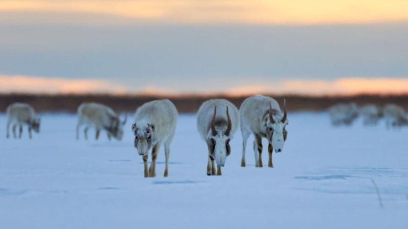 Сайгаки гибнут на рельсах? КТЖ объяснили ситуацию