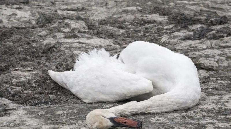 11 погибших лебедей обнаружили на побережье в Актау