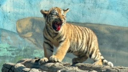 В Алматинском зоопарке родились три амурских тигренка