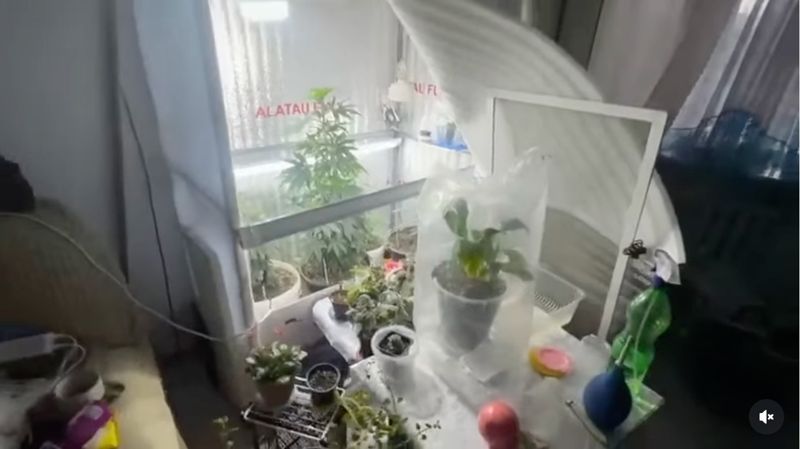 Цветочки с сюрпризом: в Атбасаре пожилая женщина вырастила каннабис дома