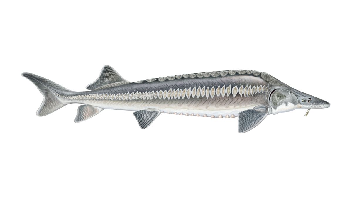 Аральский илистый шип