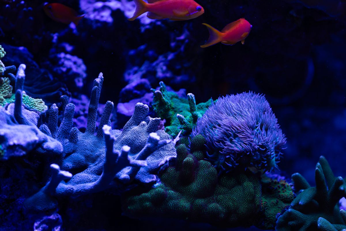 Кораллы, лаборатории