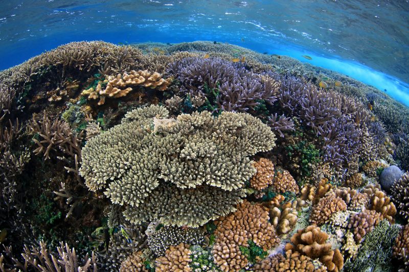 Кораллы, море