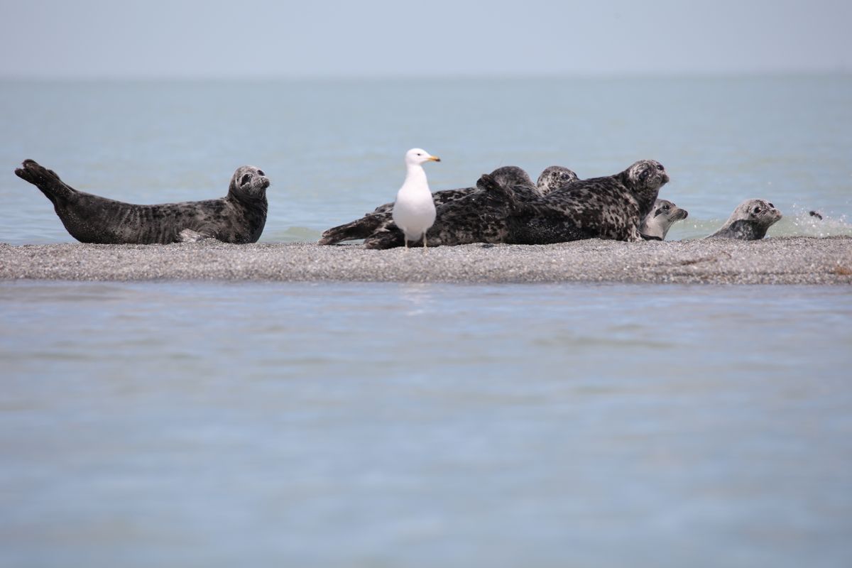 Каспийская нерпа