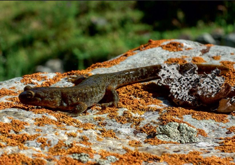 Семиреченский лягушкозуб