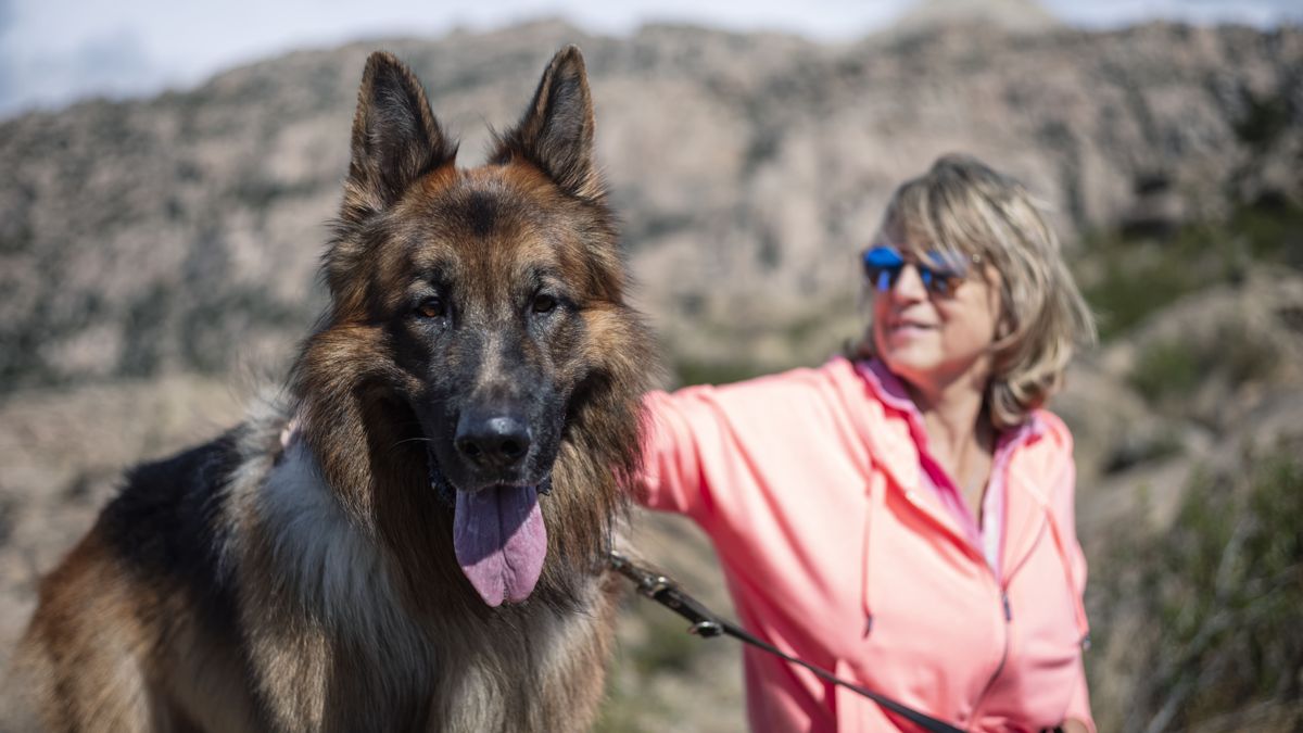 В горной местности овчарка с высунутым языком смотрит в камеру, рядом сидит женщина в розовой кофте и солнцезащитных очках