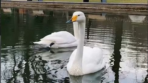 Лебеди вернулись в ботанический сад Алматы