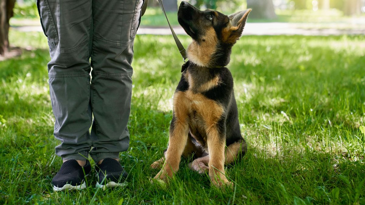 Овчарка смотрит на своего хозяина во время выгула