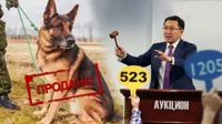 Как старая мебель: почему служебные собаки попадают на электронные торги