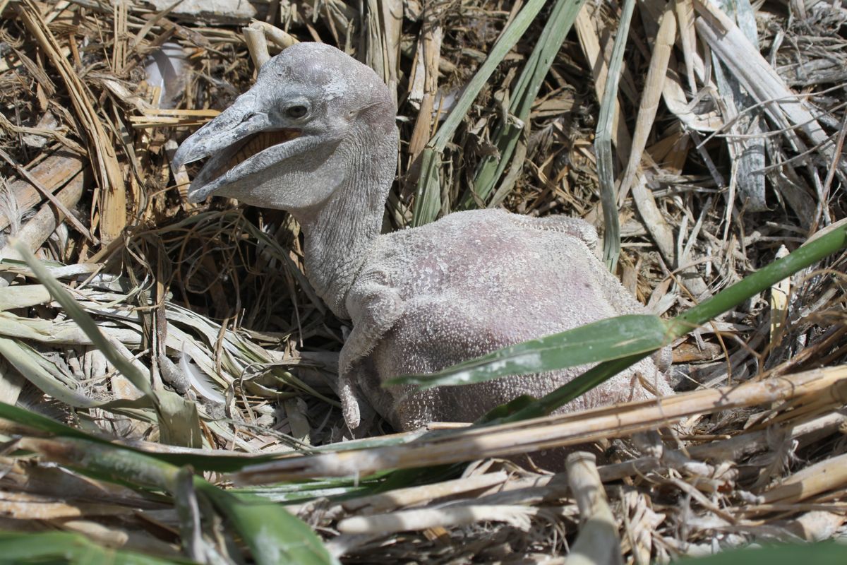 Пеликана, птенец