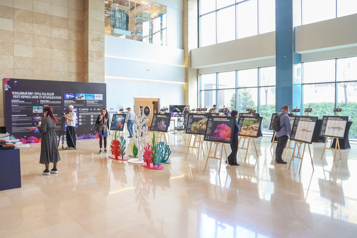 Каспийская нерпа