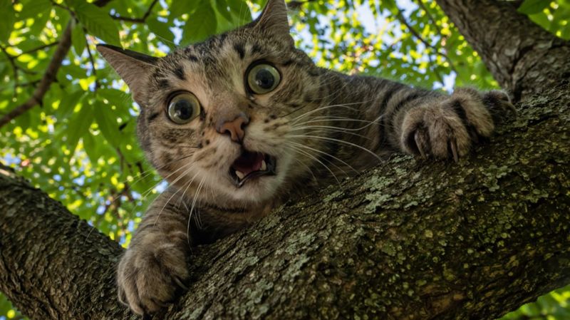 Мужчина пытался спасти кота, но погиб