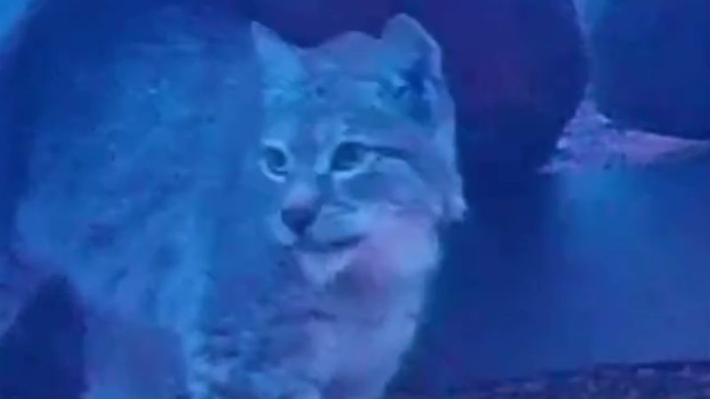 Редкую туркестанскую рысь зафиксировали фотоловушки в Чарынском нацпарке