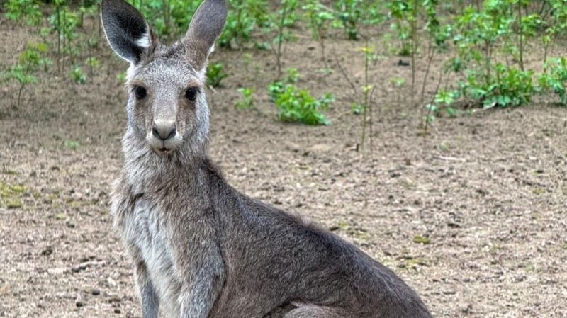 Сразу три: в Алматинском зоопарке родились кенгурята