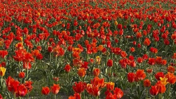 В Туркестанской области уничтожили редкие краснокнижные цветы