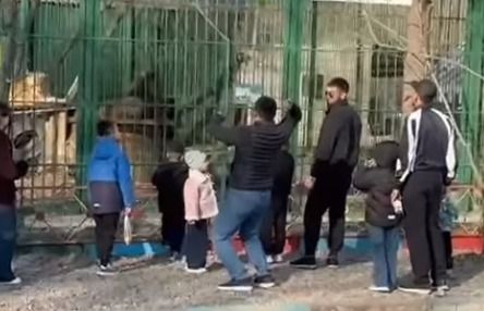 Жители Семея забросали львов камнями: в полиции начали проверку