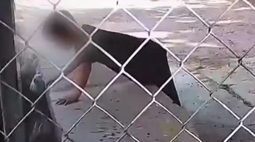 В Шымкенте ребёнок забежал в вольер с кроликами: полиция провела проверку