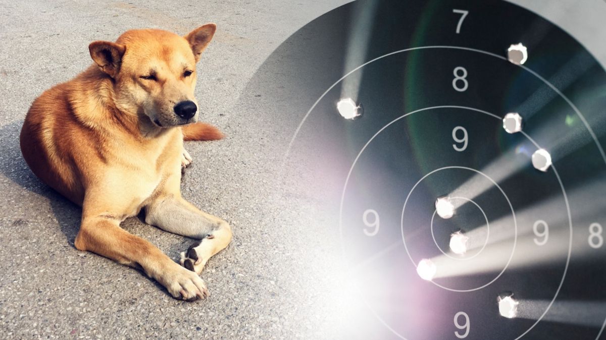 "Надо, чтобы работал действующий закон": активисты выступили против эвтаназии собак