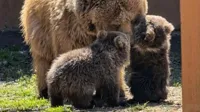 В Алматинском зоопарке родились два тянь-шаньских медвежонка