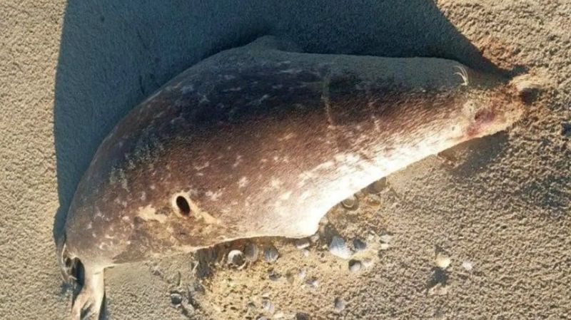 На побережье Каспия нашли 97 погибших тюленей