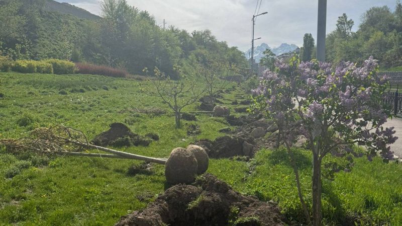 Подрядчика из Алматы наказали за повреждение деревьев