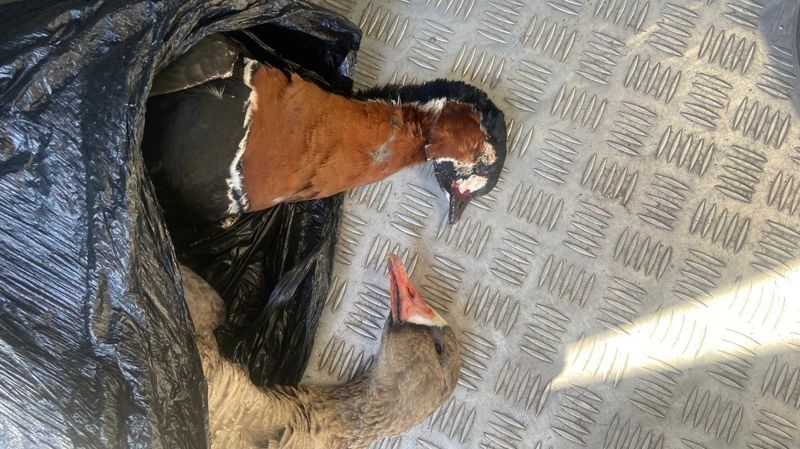 Под Астаной в машине нашли туши редких птиц