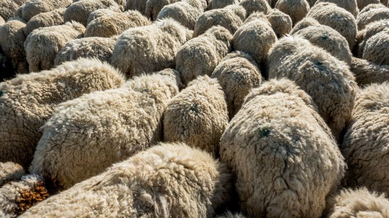 1000 овец пытались незаконно вывезти из Казахстана в Узбекистан