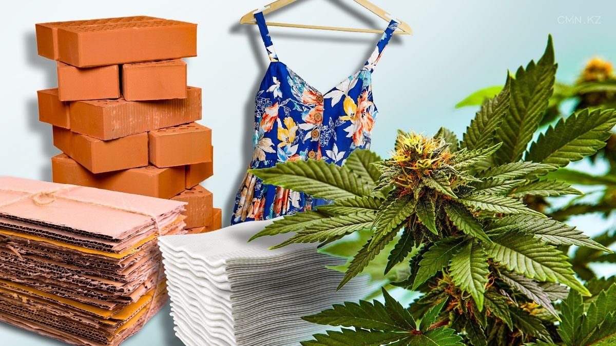 От кирпичей до пряжи: как продвигаются проекты по выращиванию технической конопли? 