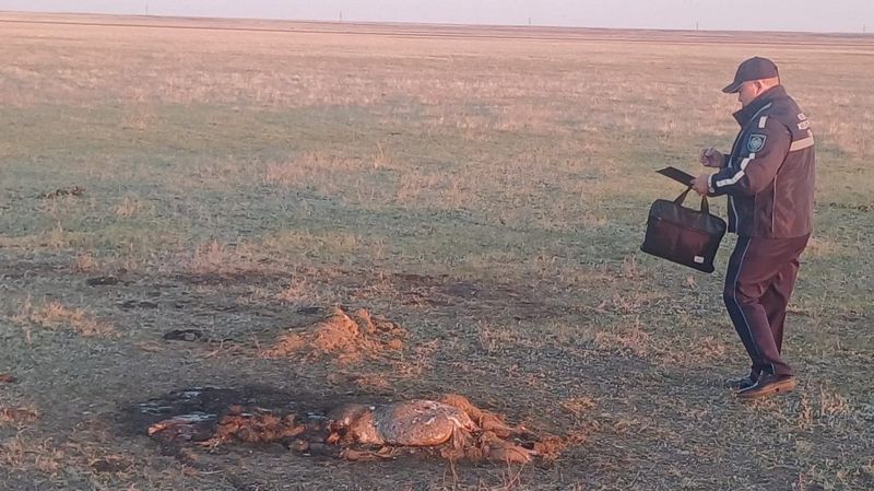 Покупатель помог раскрыть кражу быка в СКО