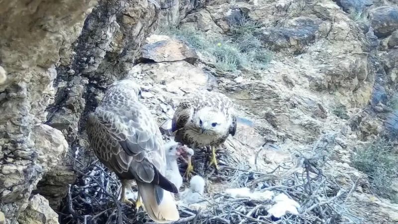 Фотоловушка в Чарынском нацпарке запечатлела семейную жизнь редких канюков