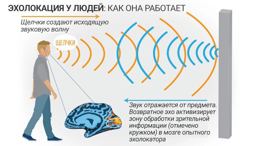 эхолокация