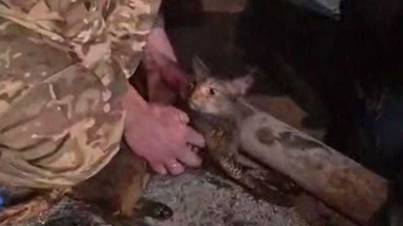 Все жизни важны: пожарные спасли 20 кошек и собаку