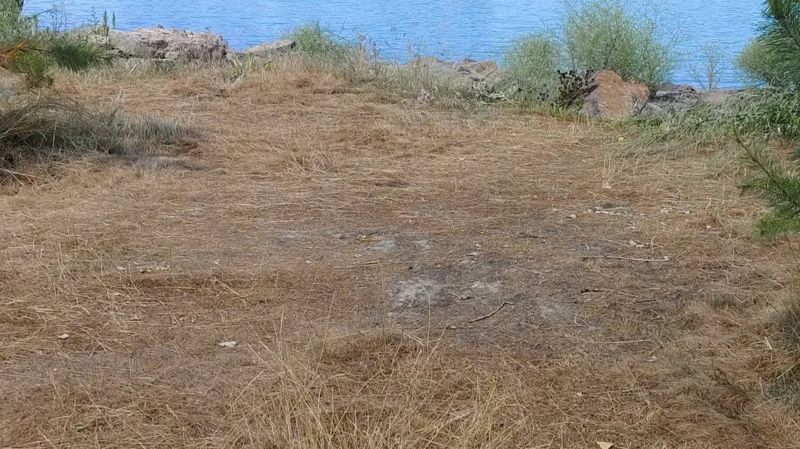 Пожелтевшая трава и засохшие деревья: алматинцы возмущены состоянием Сайрана