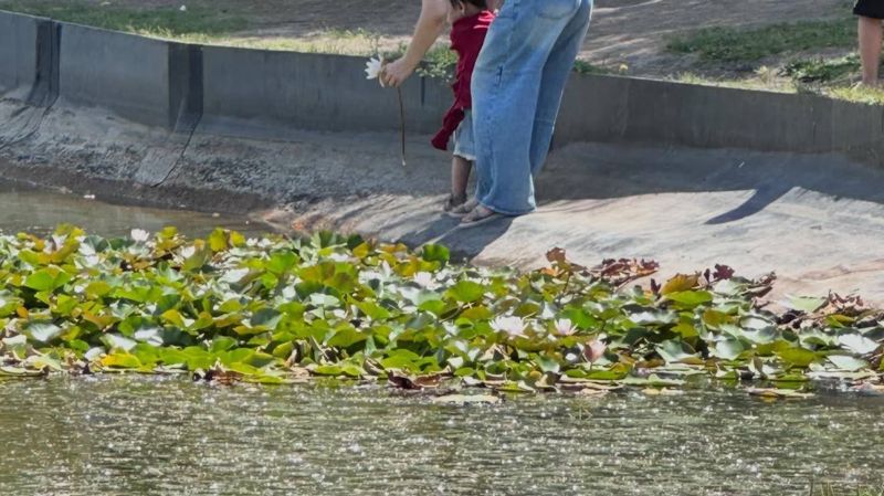 Охота за лотосами. Астанчане варварски разворошили клумбу