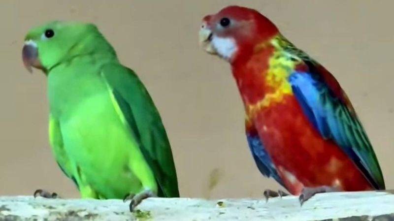 В зоопарке Алматы впервые родились птенцы пестрых розелл