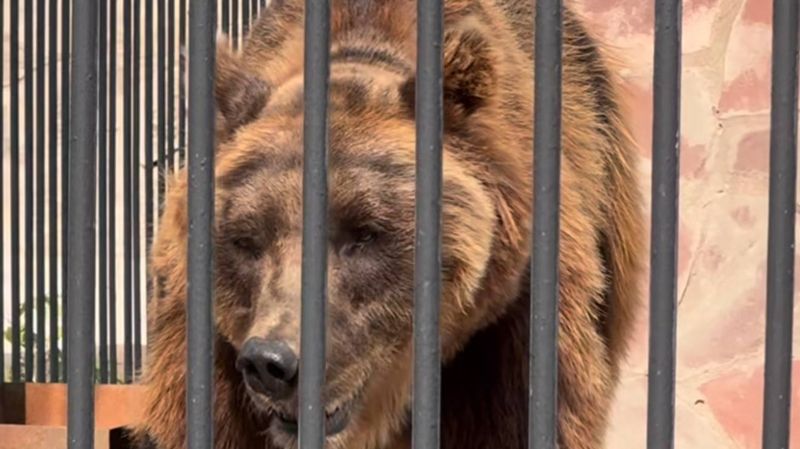 Медведь изнывает от жары в карагандинском зоопарке